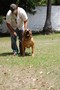 Matriz - Fila Brasileiro Dourado - Canil Singular - Dague